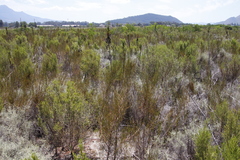 Cliffortia erectisepala