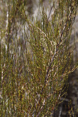 Cliffortia erectisepala