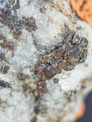 Protoparmelia badia