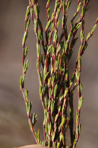 Image of Needle-Leaved Ricebush by (c) Tony Rebelo, some rights reserved (CC BY-SA)