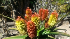 Aloe helenae
