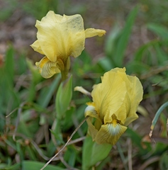 Iris reichenbachii