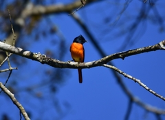 Pericrocotus flammeus