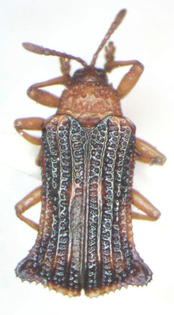 Uroplata fulvopustulata