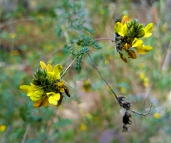 Dalea lutea