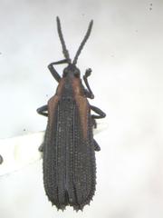 Xenochalepus omogerus