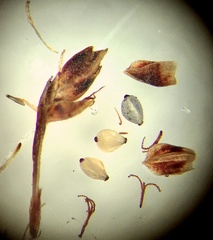 Bulbostylis ciliatifolia