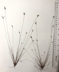 Bulbostylis ciliatifolia