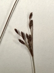 Bulbostylis ciliatifolia