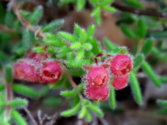 Erica haematocodon