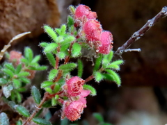 Erica haematocodon