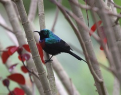 Cinnyris erythrocercus