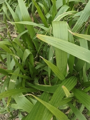 Setaria palmifolia