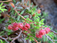 Erica haematocodon