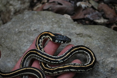 Thamnophis cyrtopsis ocellatus