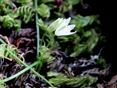 Ornithogalum schlechterianum