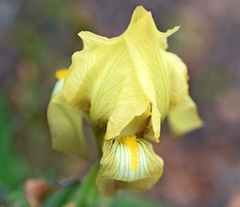 Iris reichenbachii
