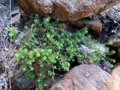 Erica haematocodon