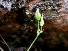Ornithogalum schlechterianum