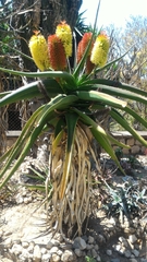 Aloe helenae