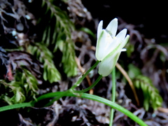 Ornithogalum schlechterianum