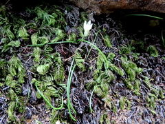 Ornithogalum schlechterianum