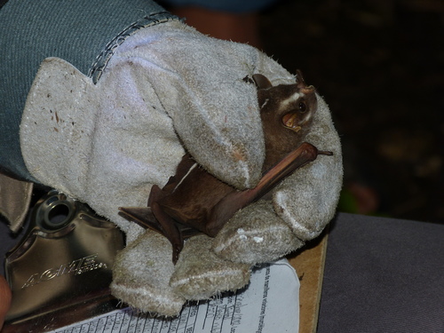 Heller's Broad-nosed Bat