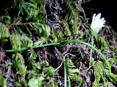 Ornithogalum schlechterianum