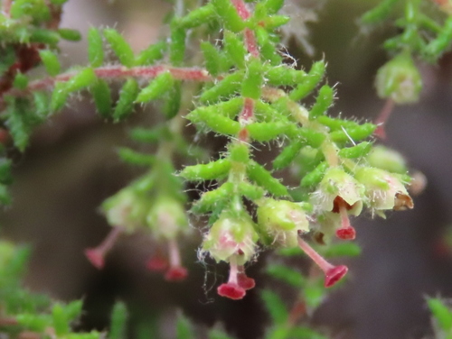 Erica exleeana E.G.H.Oliv.