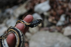 Thamnophis cyrtopsis ocellatus