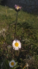 Bellis sylvestris