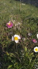 Bellis sylvestris