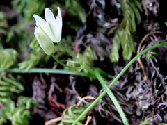 Ornithogalum schlechterianum