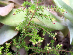 Erica exleeana