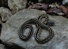 Thamnophis cyrtopsis ocellatus