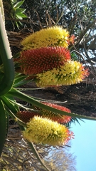 Aloe helenae