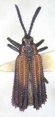 Pentispa clarkella