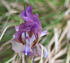 Iris reichenbachii