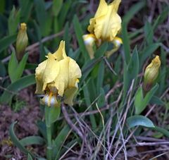 Iris reichenbachii