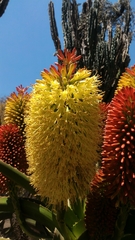 Aloe helenae