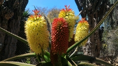 Aloe helenae