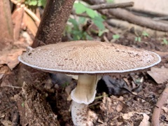 Agaricus subrutilescens