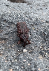 Calvertius tuberosus