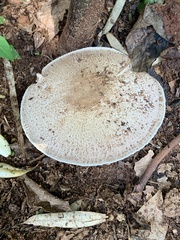 Agaricus subrutilescens