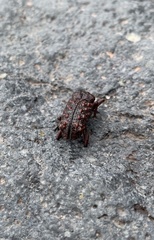 Calvertius tuberosus