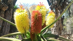Aloe helenae