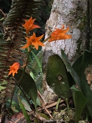 Bifrenaria aureofulva