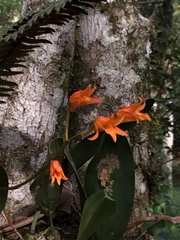 Bifrenaria aureofulva