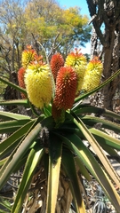 Aloe helenae