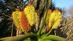 Aloe helenae